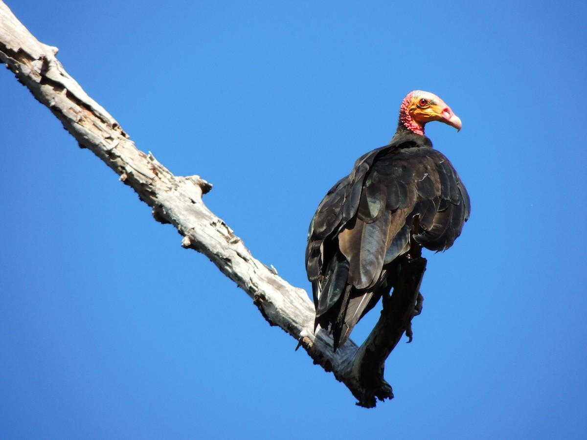 myrkondor - ML643351136