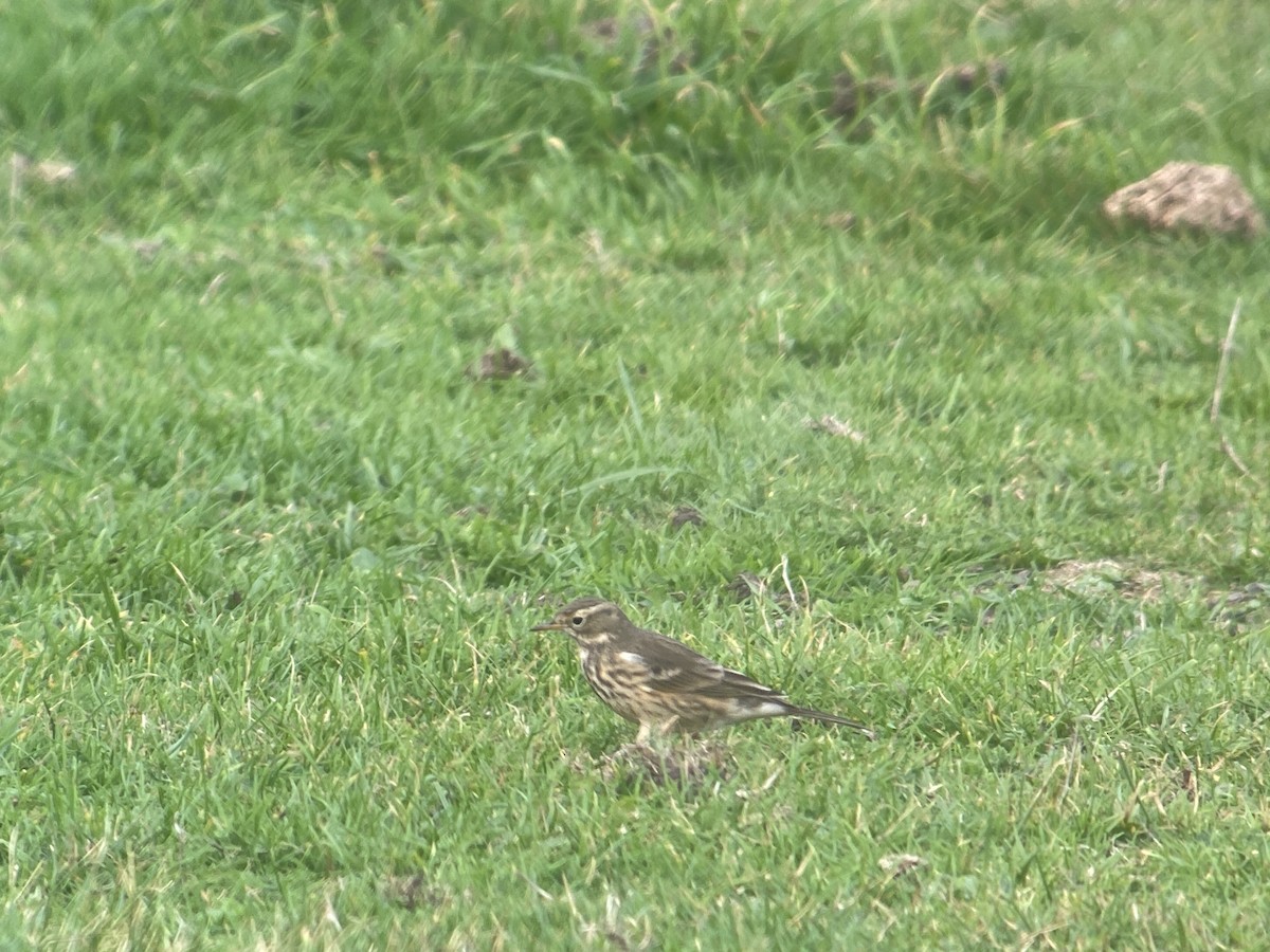 American Pipit - ML643351142