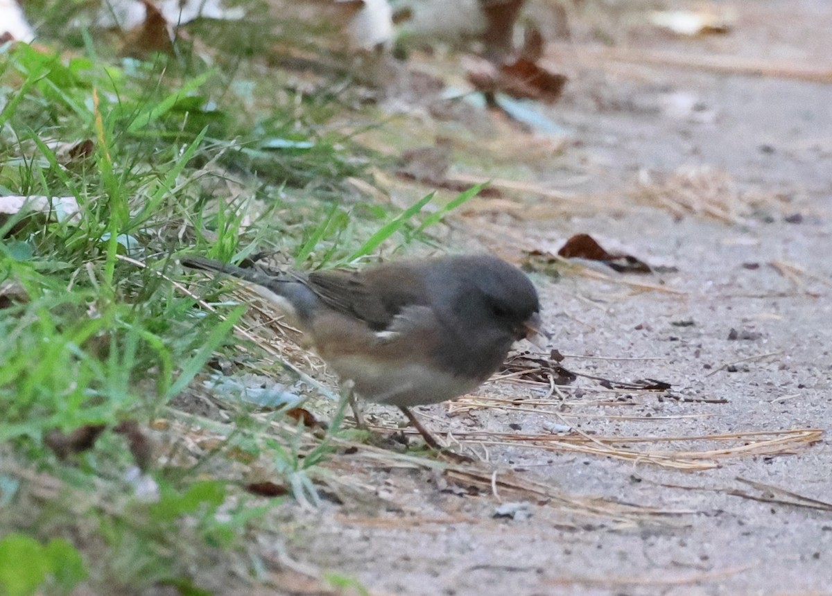 Dark-eyed Junco (Oregon) - ML643351175