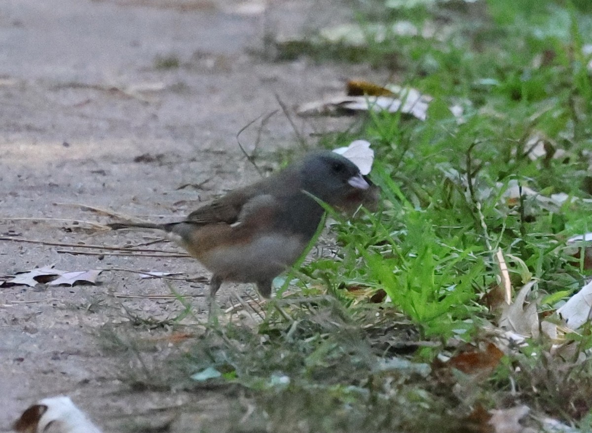 Dark-eyed Junco (Oregon) - ML643351176