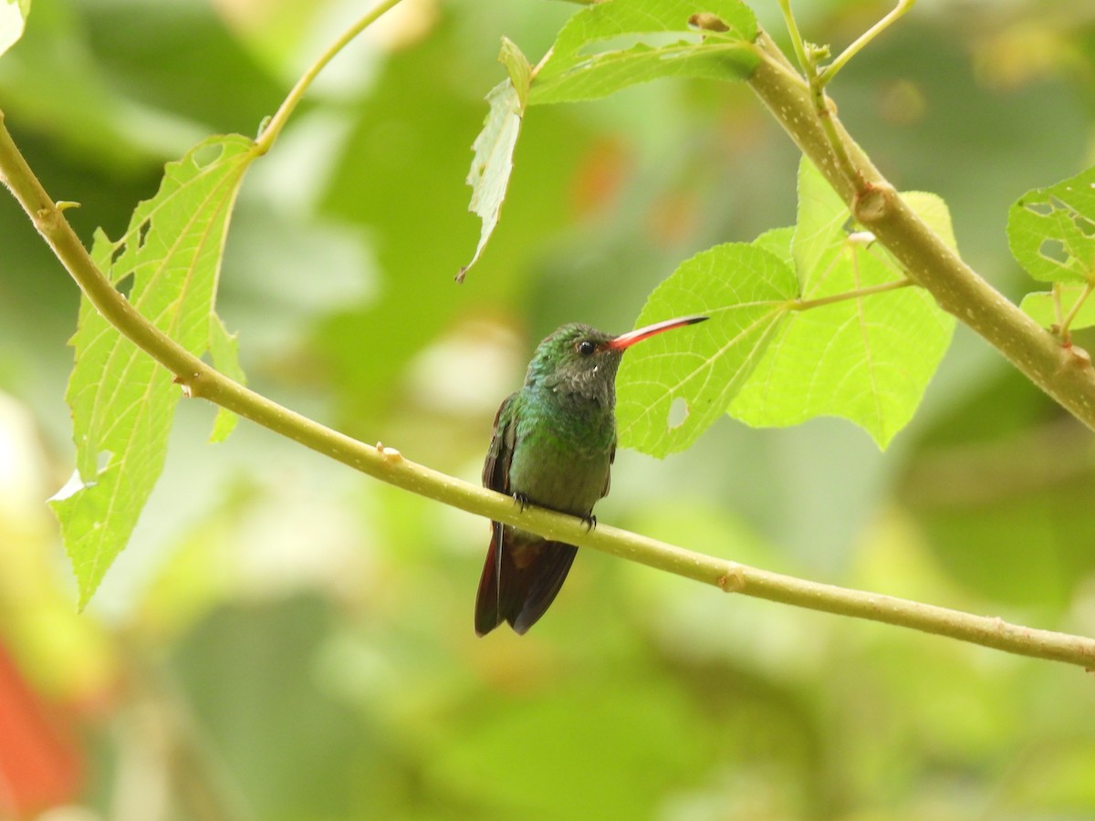 Rufous-tailed Hummingbird - ML643351189