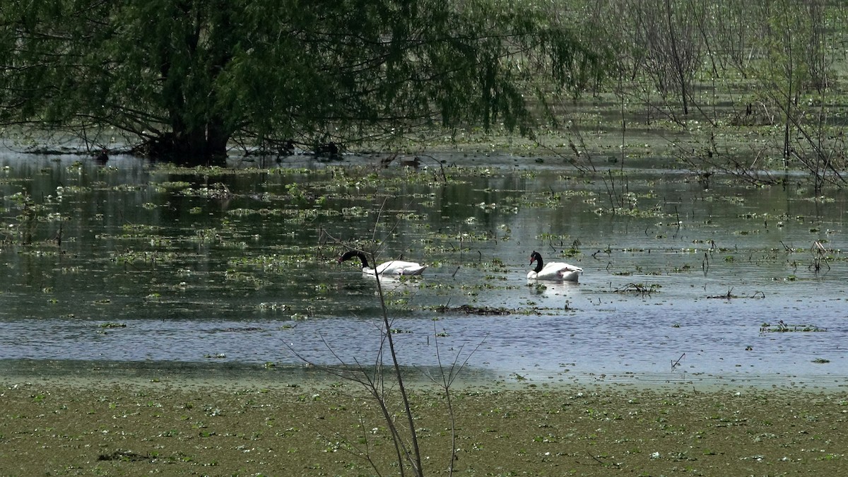 Black-necked Swan - ML643351214