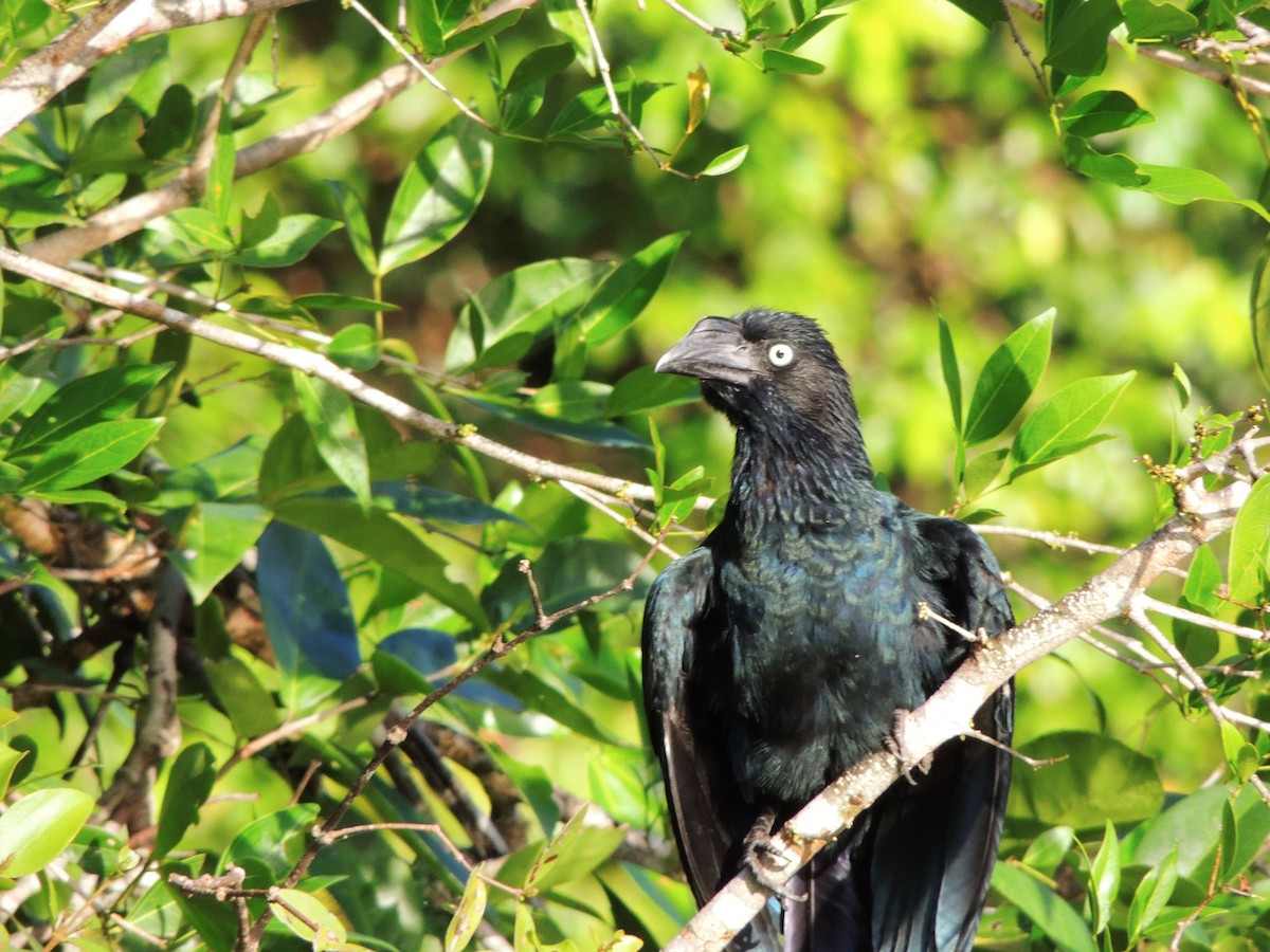 storani - ML643351217