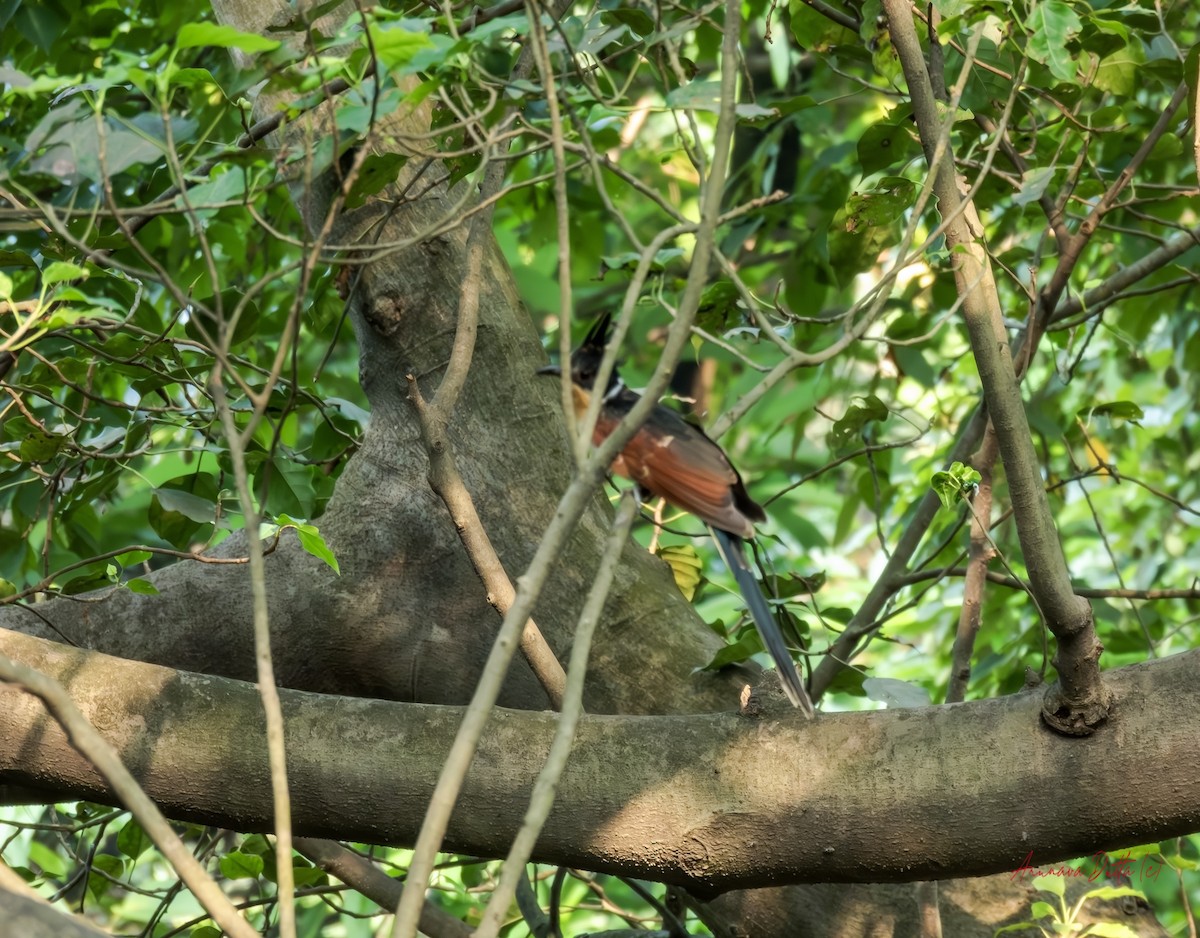 Chestnut-winged Cuckoo - ML643351220