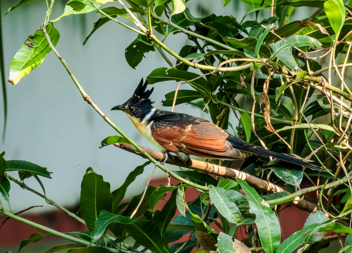 Chestnut-winged Cuckoo - ML643351221