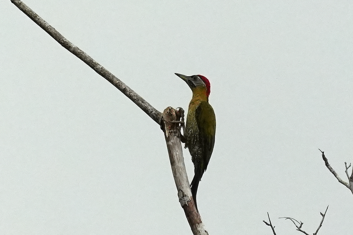 Laced Woodpecker - ML643351222