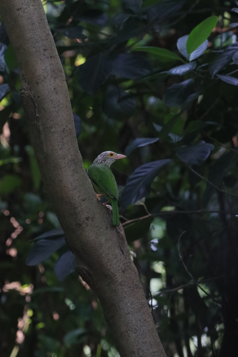 Lineated Barbet - ML643351225