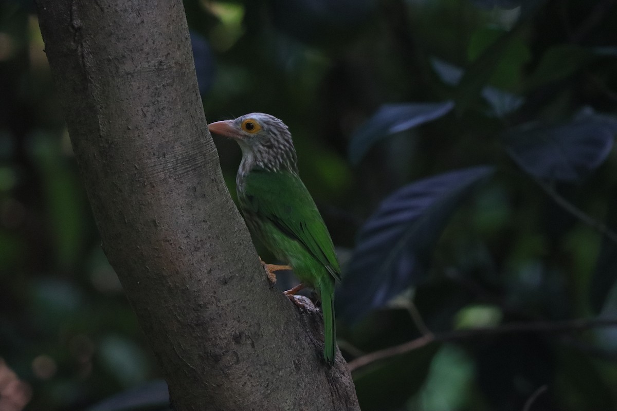 Lineated Barbet - ML643351226