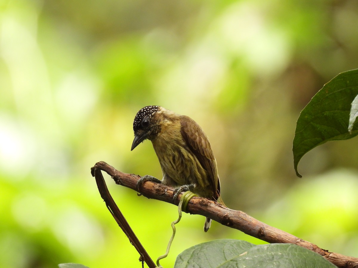 Olivaceous Piculet - ML643351230