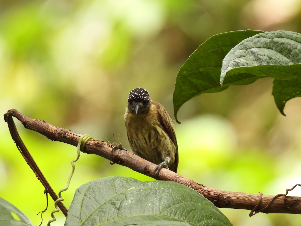 Olivaceous Piculet - ML643351231