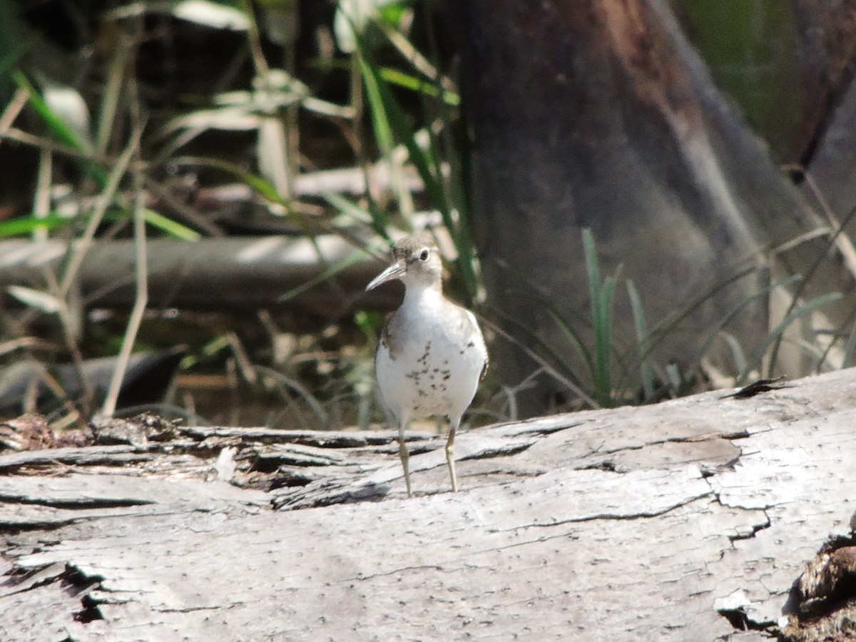 flekksnipe - ML643351234