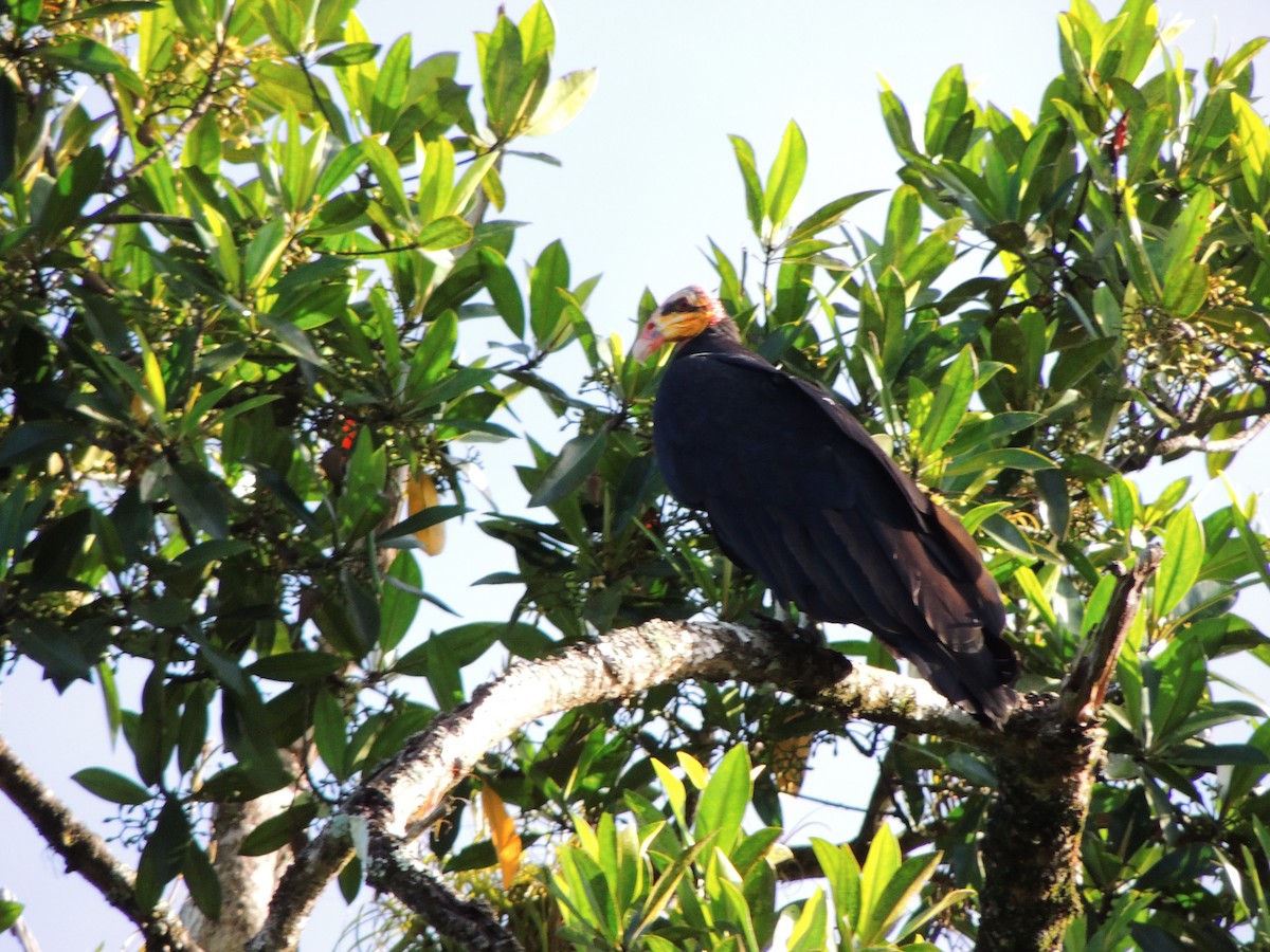 Greater Yellow-headed Vulture - ML643351244