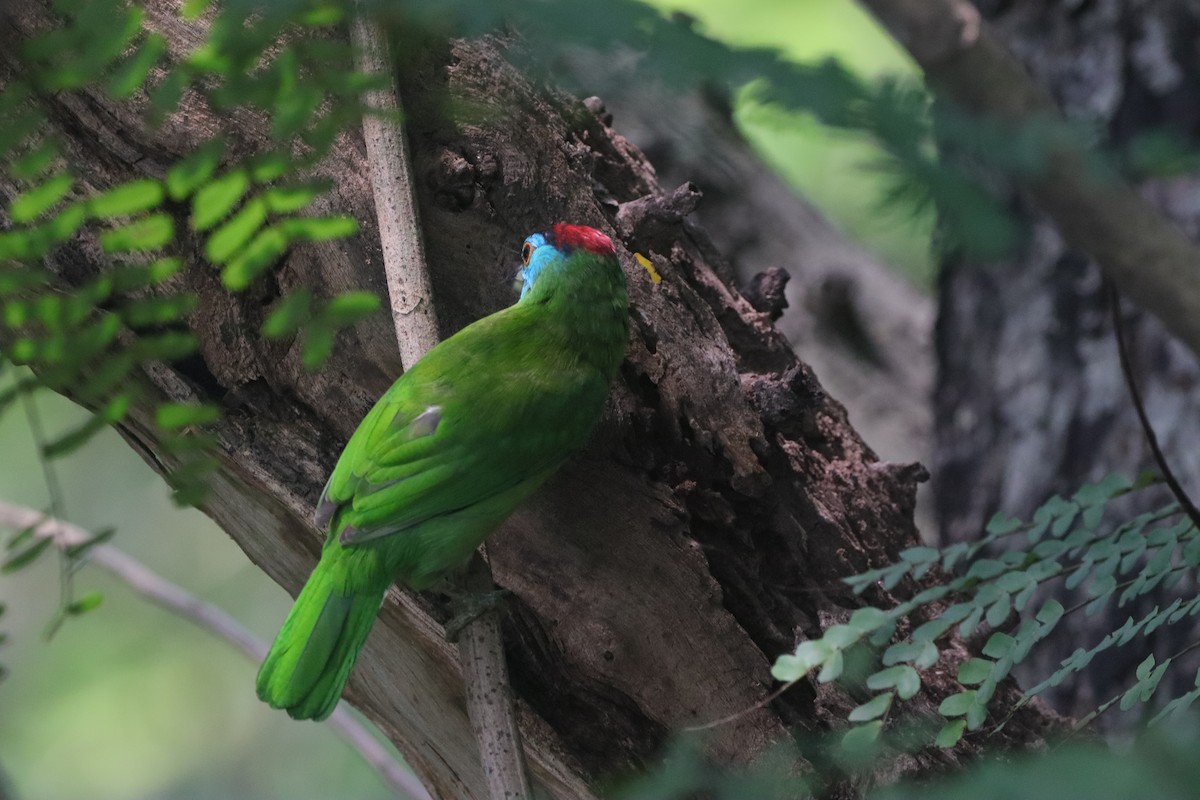 Blue-throated Barbet - ML643351245