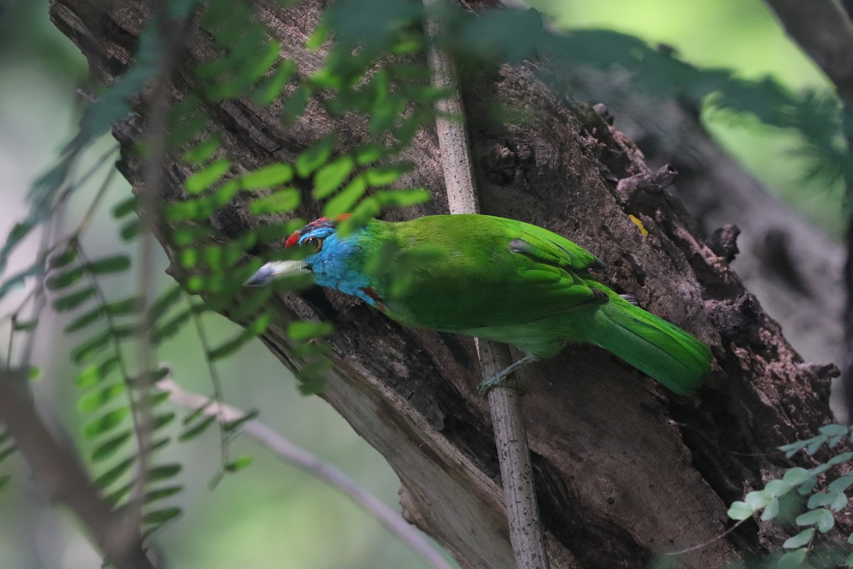 Blue-throated Barbet - ML643351246