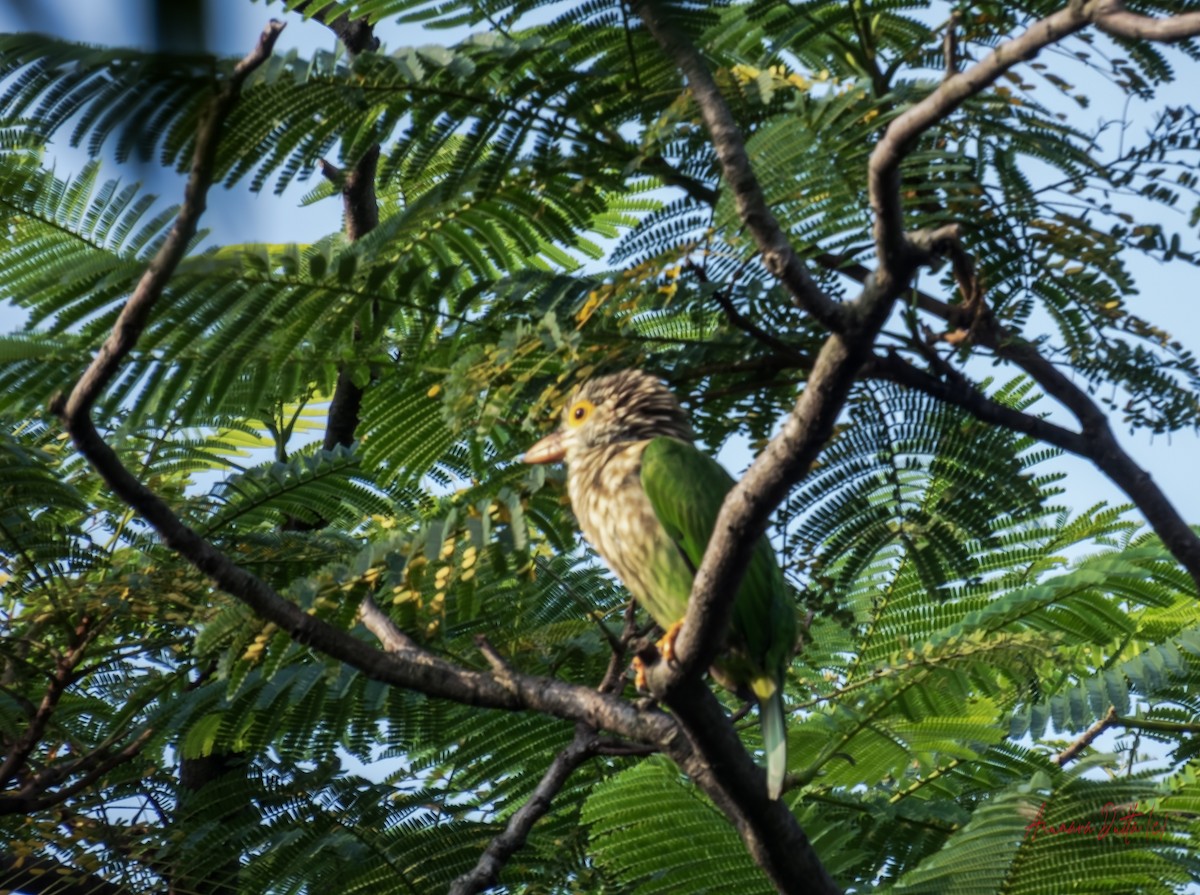 Lineated Barbet - ML643351251