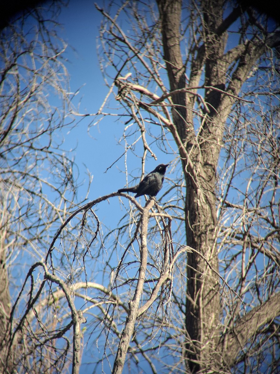 Austral Blackbird - ML643351253