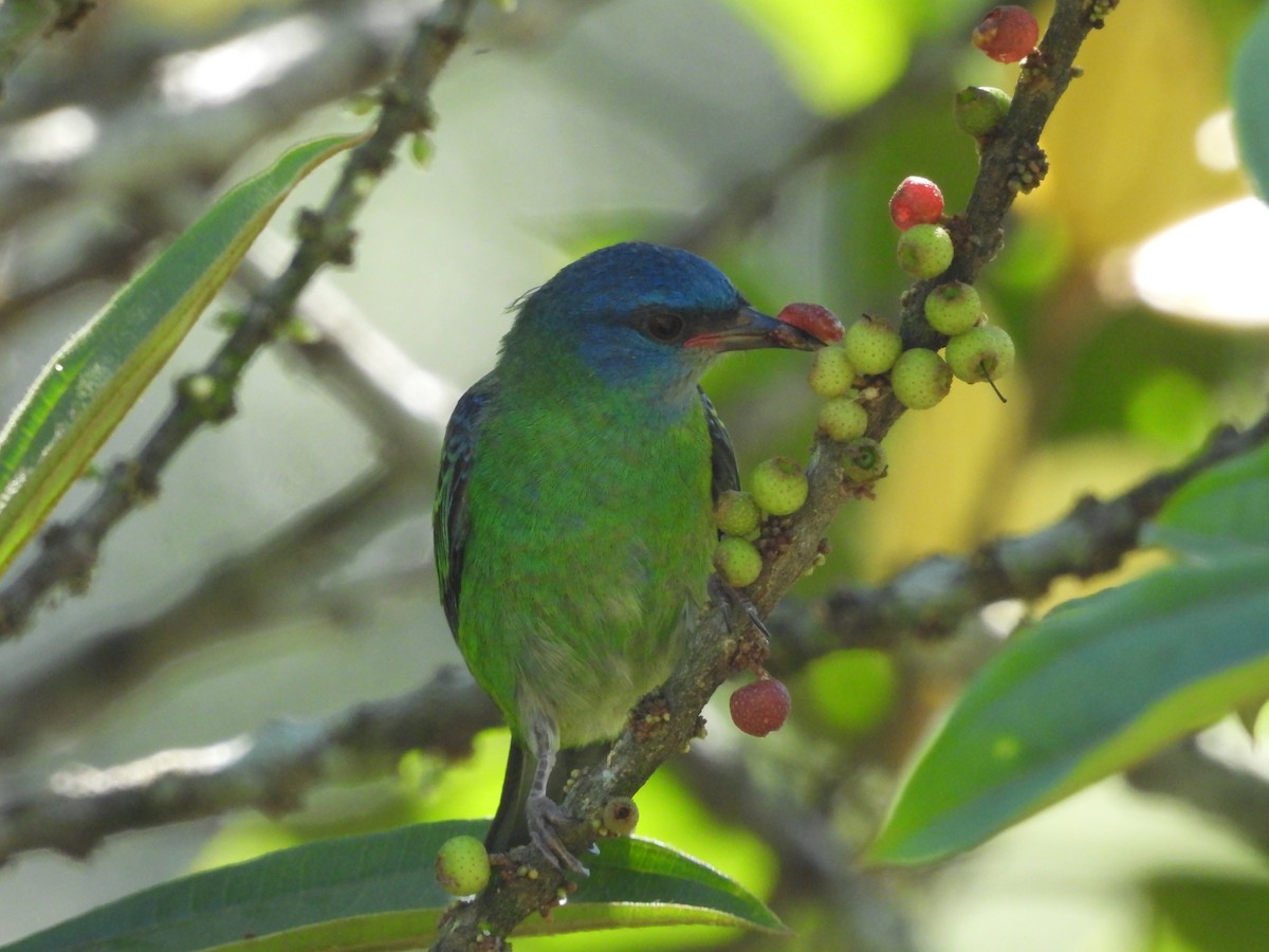 Blue Dacnis - ML643351255