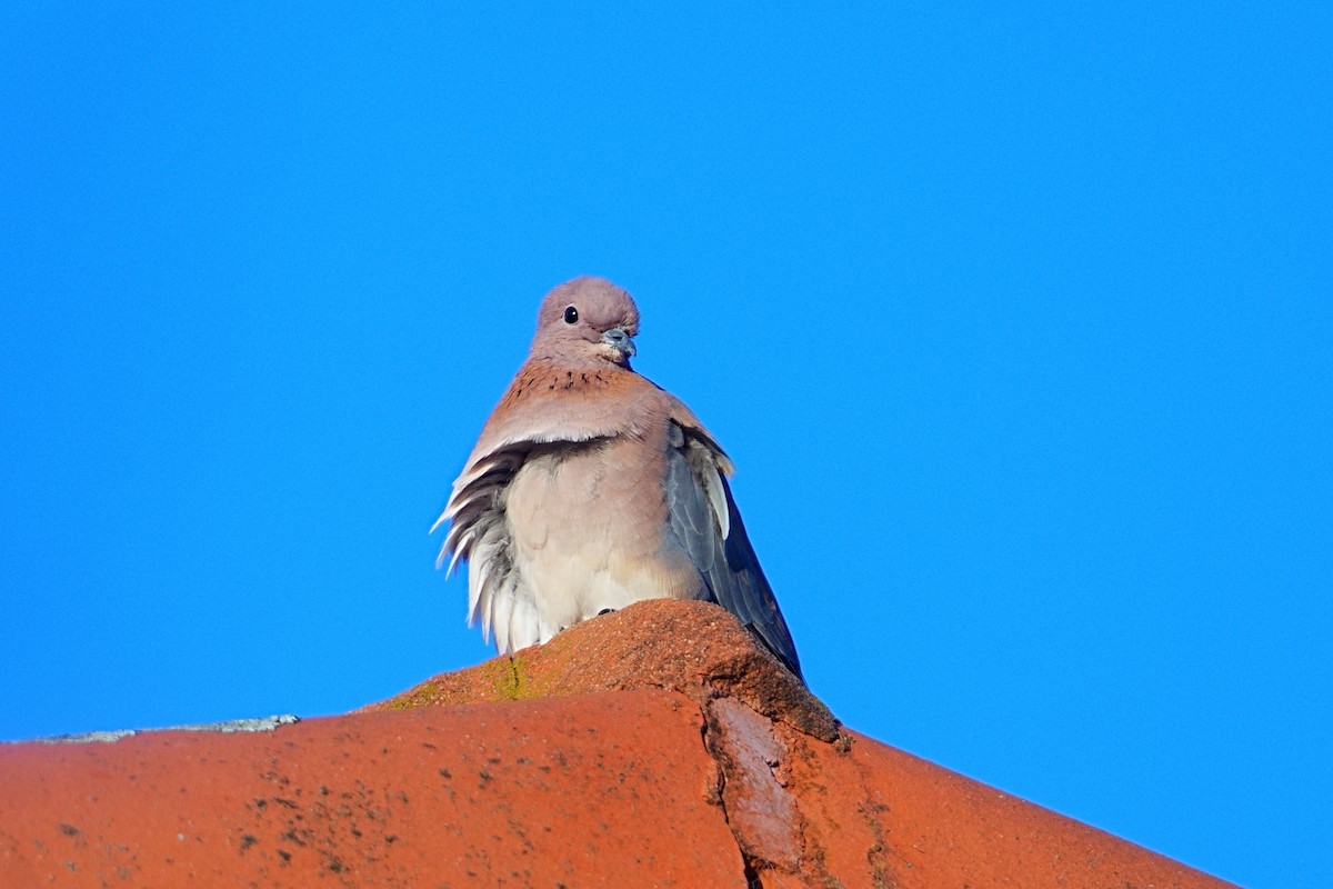 Өөдсөн хүүрзгэнэ - ML643351256