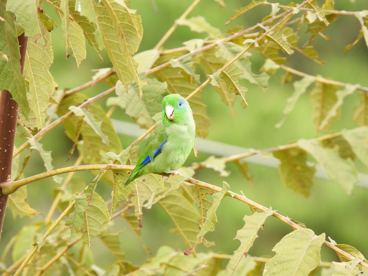 Spectacled Parrotlet - ML643351265