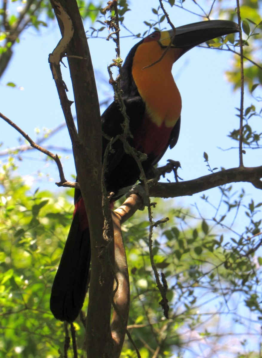 Channel-billed Toucan - ML643351269
