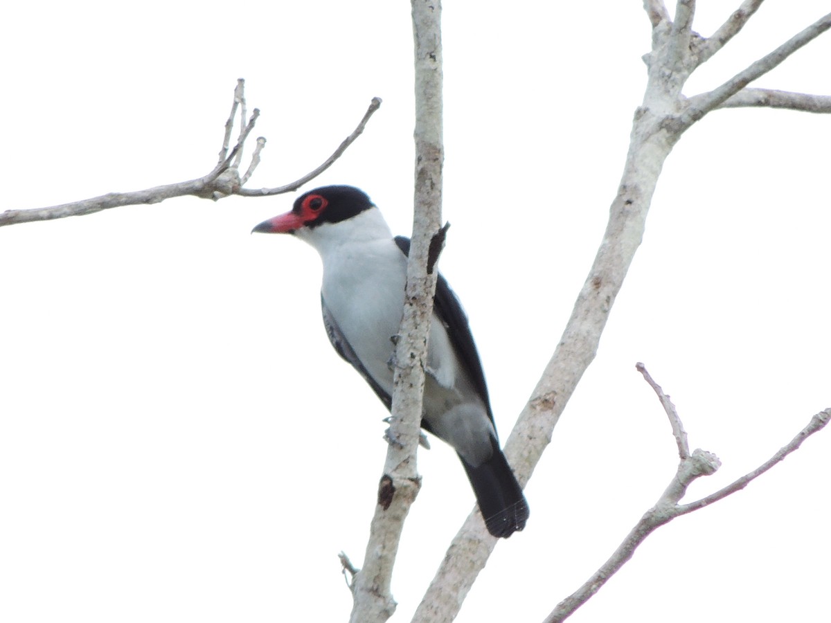 svartstjerttityra - ML643351281