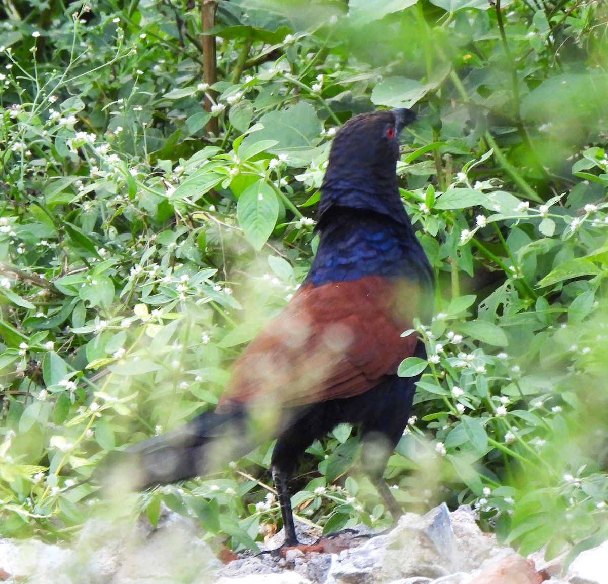 Greater Coucal - ML643351289