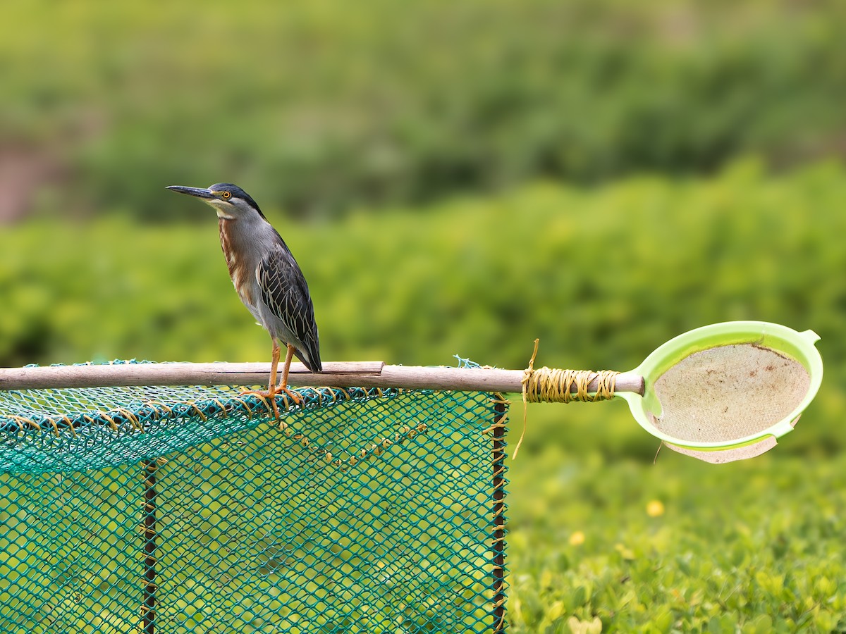 Striated Heron - ML643351293