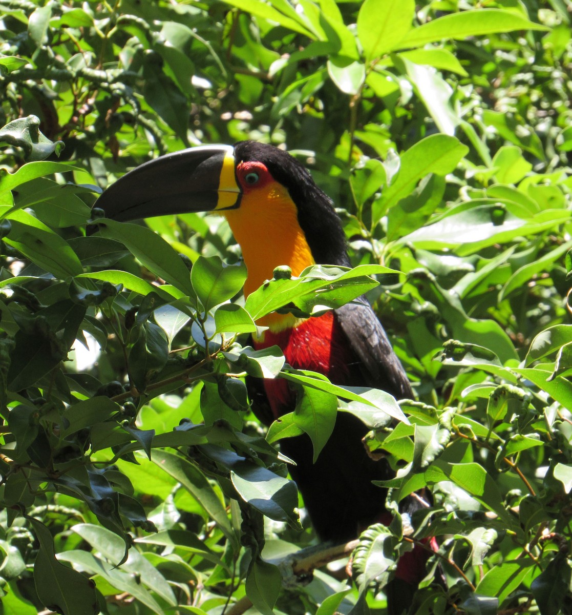 Channel-billed Toucan - ML643351295