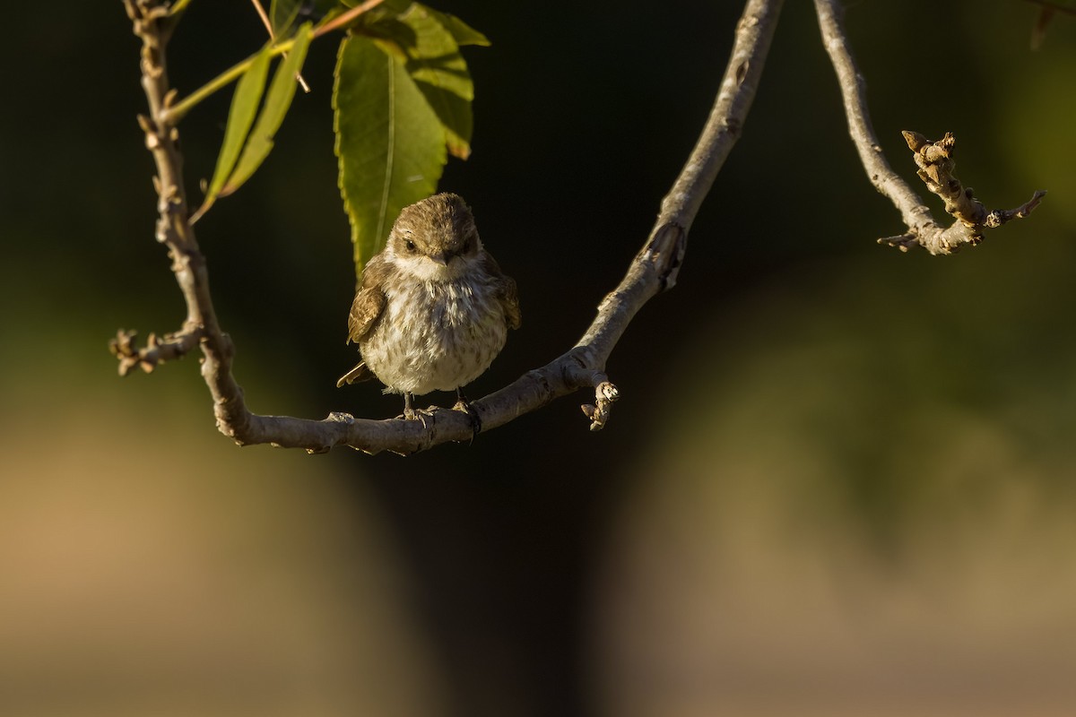Vermilion Flycatcher - ML643351304