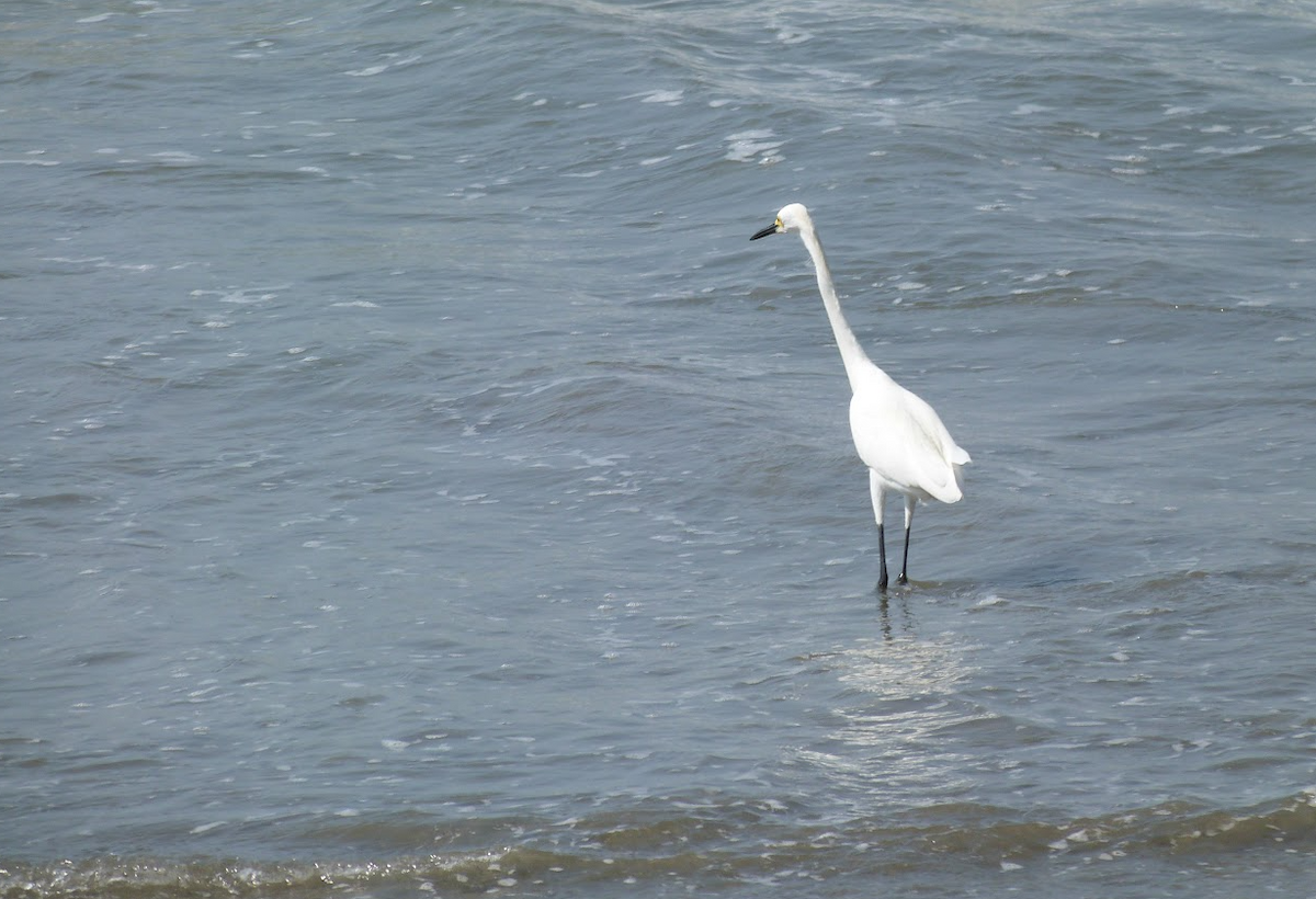 Snowy Egret - ML643351308