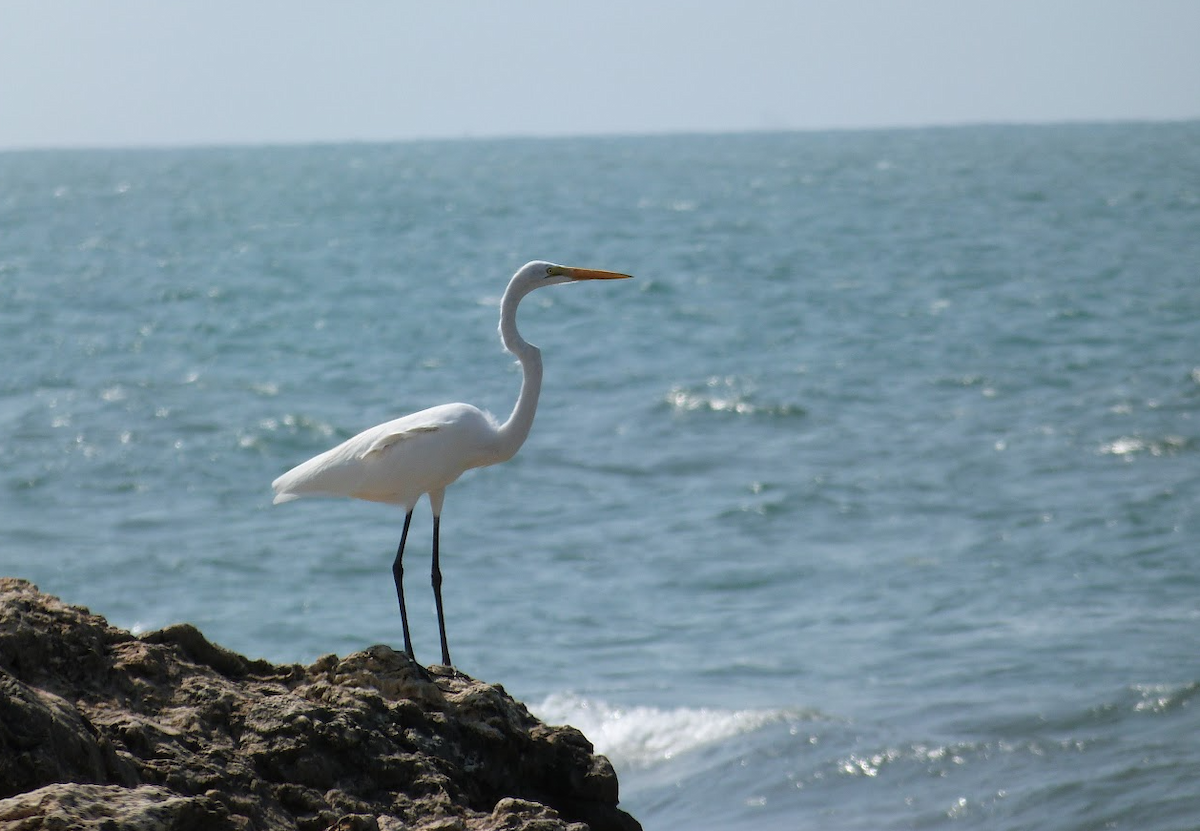 Great Egret - ML643351323