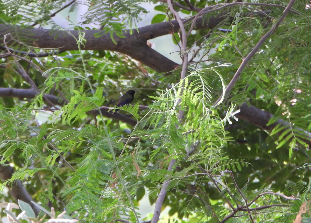 Copper-rumped Hummingbird - ML643351350