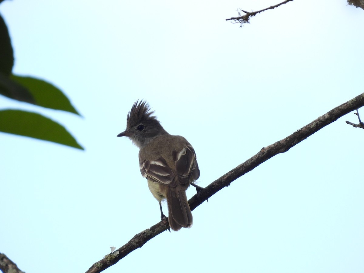 Yellow-bellied Elaenia - ML643351360