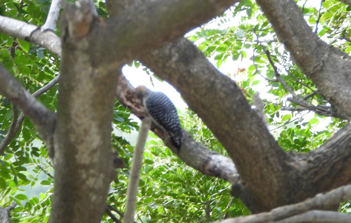 Red-crowned Woodpecker - ML643351361