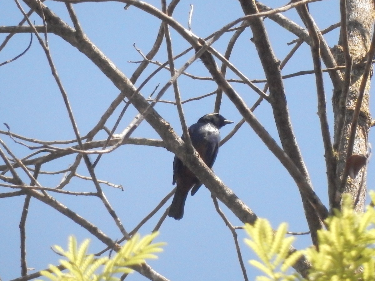Opal-rumped Tanager - ML643351365