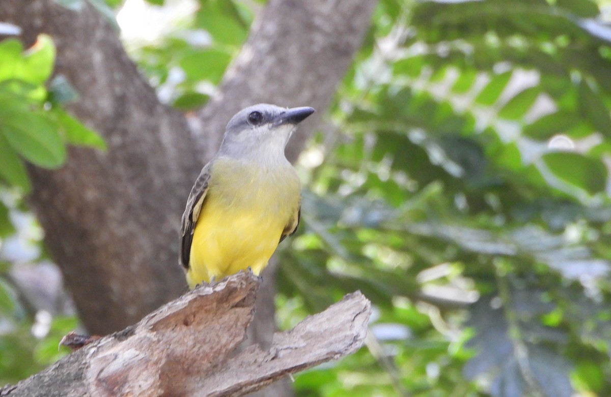 Tropical Kingbird - ML643351367