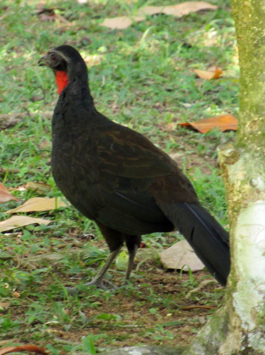 Rusty-margined Guan - ML643351373