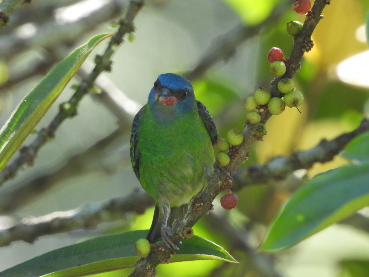 Blue Dacnis - ML643351389
