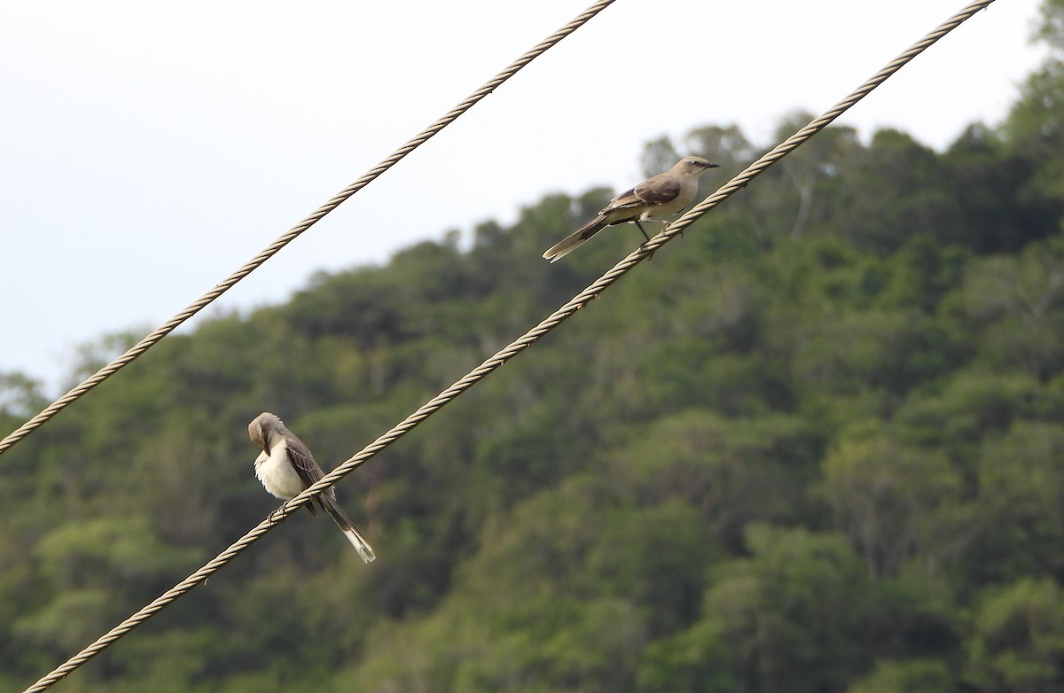 Tropical Mockingbird - ML643351390