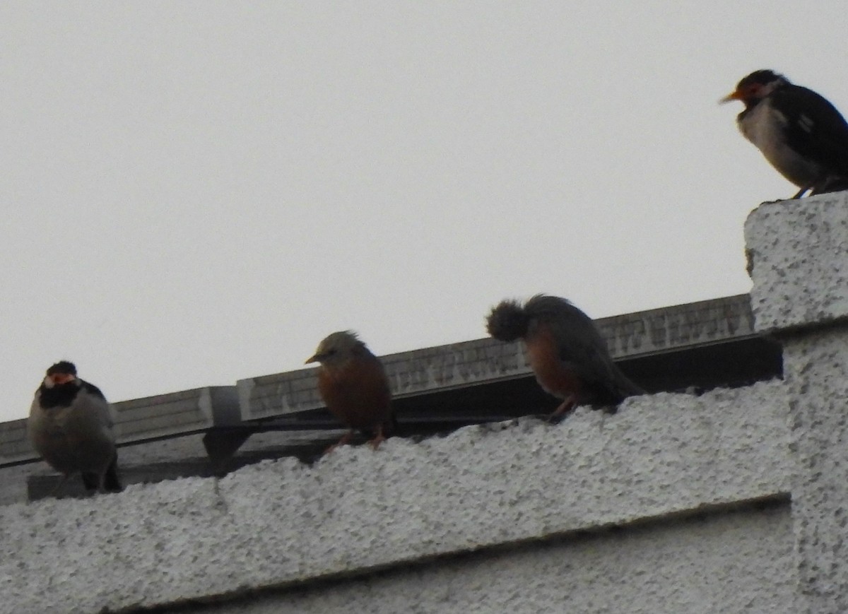 Chestnut-tailed Starling - ML643351394