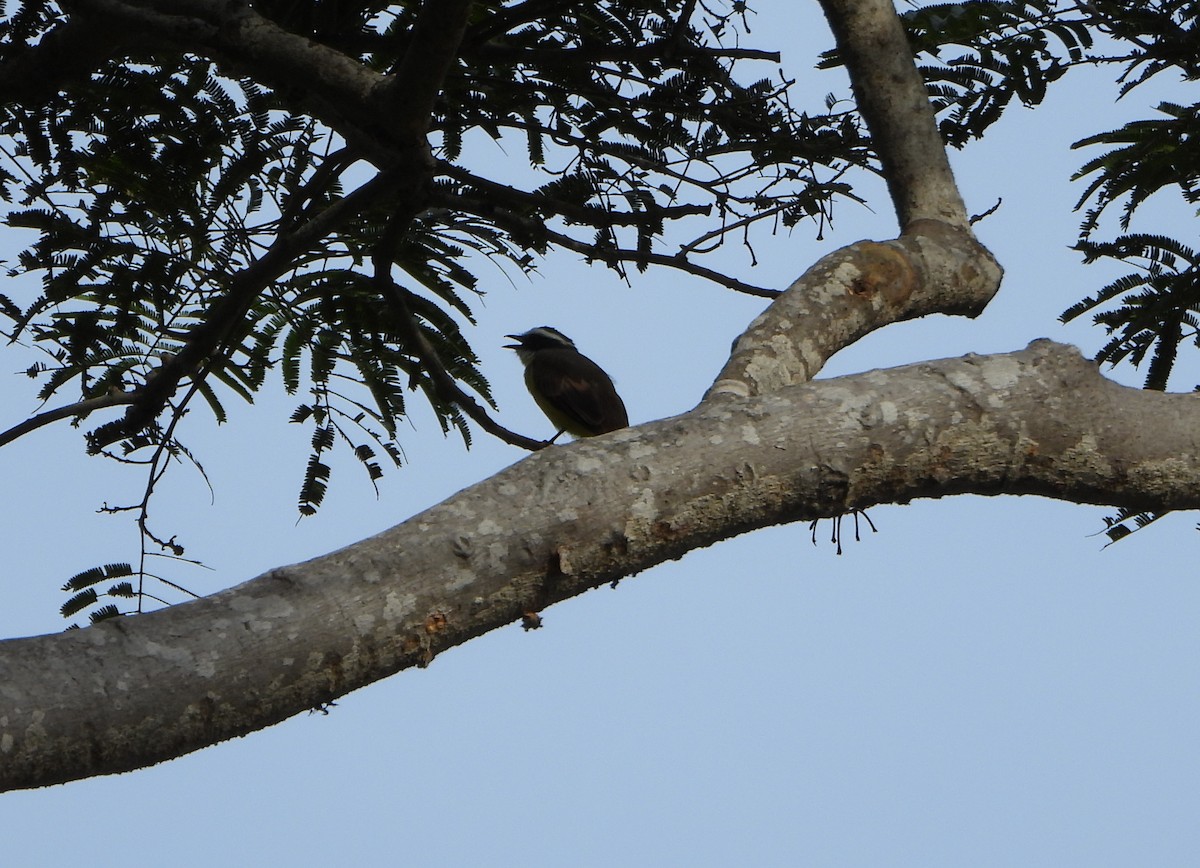 Social Flycatcher - ML643351401