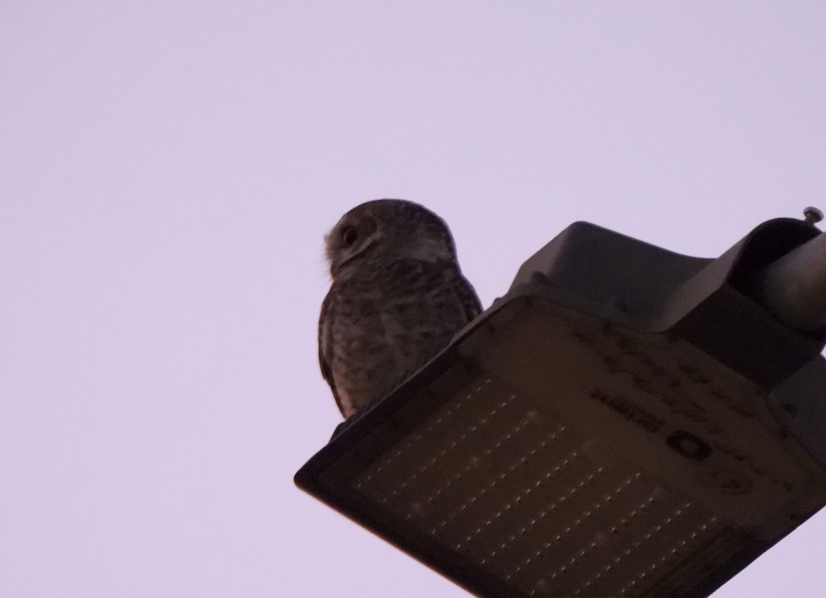 Spotted Owlet - ML643351420