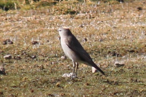 Ochre-naped Ground-Tyrant - ML643351422