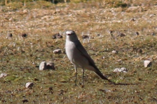 Ochre-naped Ground-Tyrant - ML643351424