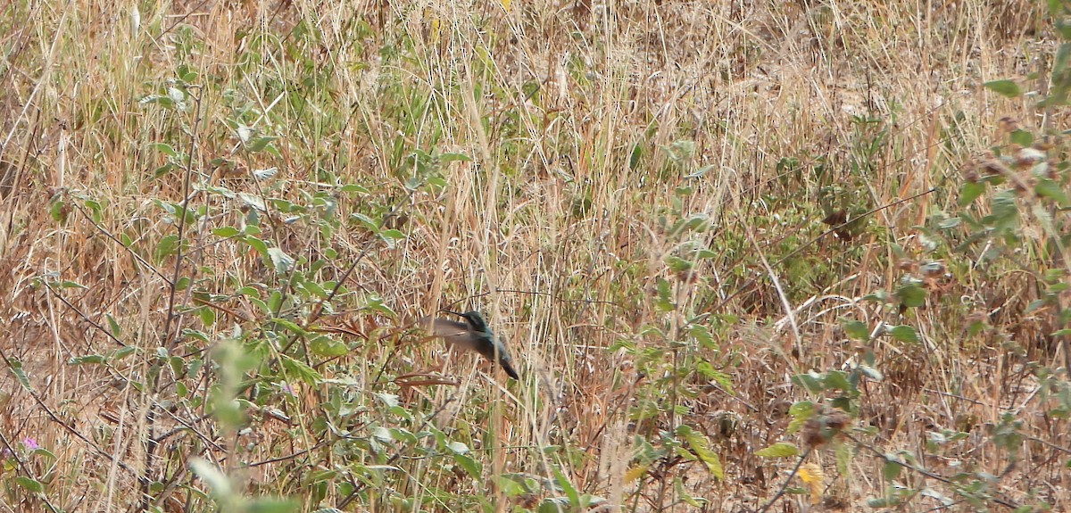 Blue-tailed Emerald - ML643351425