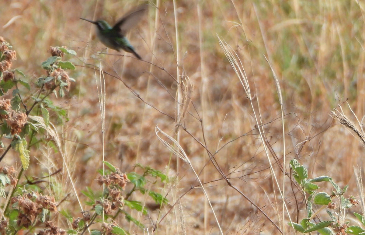 Blue-tailed Emerald - ML643351426