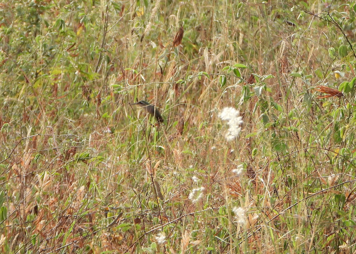 Blue-tailed Emerald - ML643351428