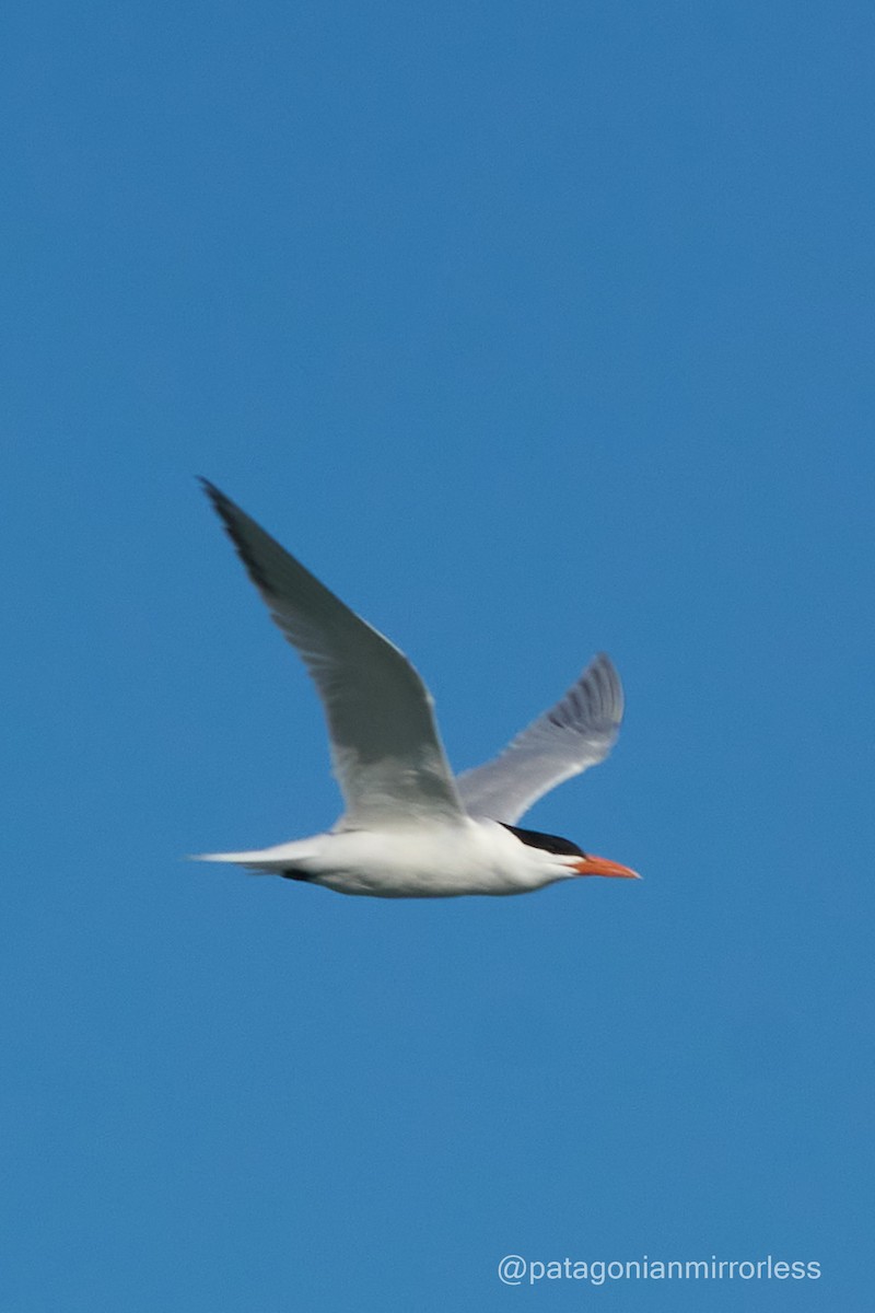 Royal Tern - ML643351430