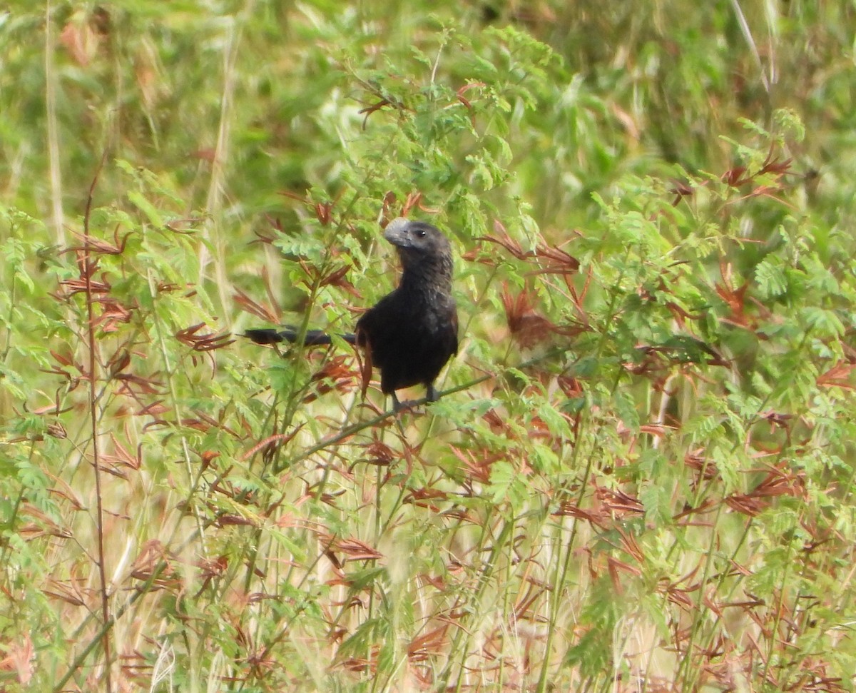Smooth-billed Ani - ML643351439