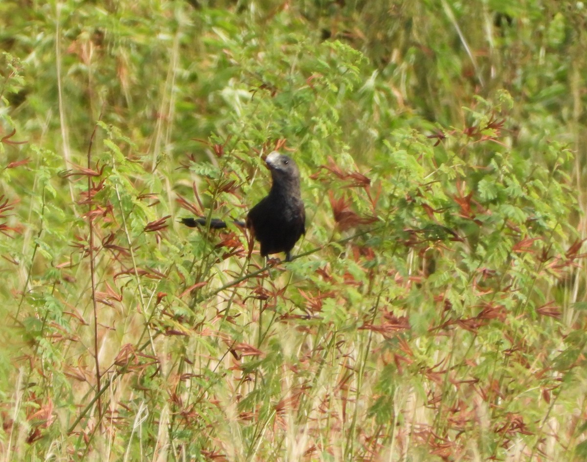 Smooth-billed Ani - ML643351440